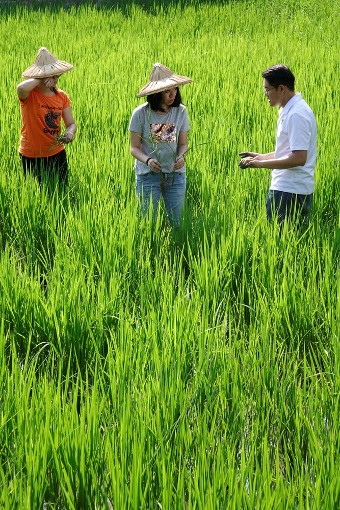 山水米有機稻場
