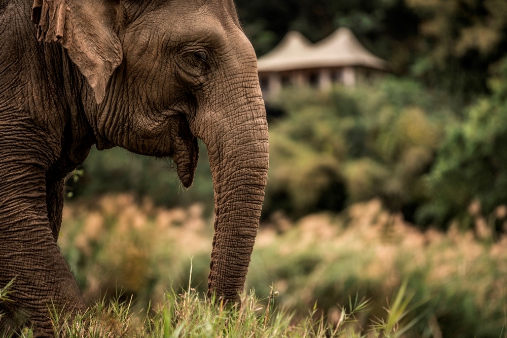 Four Seasons Tented Camp Golden Triangle