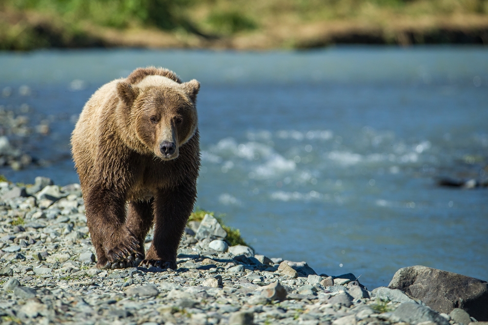 Luxury Alaska Holidays - Natural World Safaris