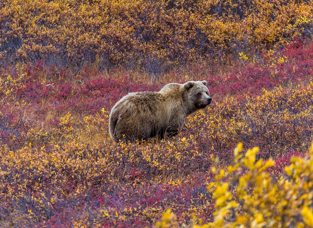 Luxury Alaska Holidays - Natural World Safaris