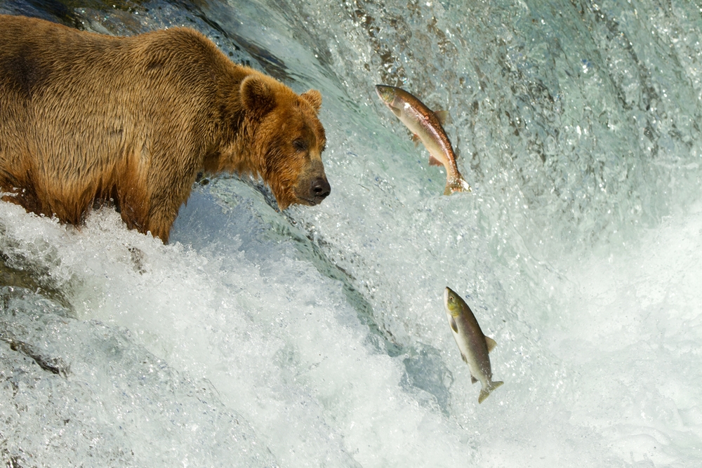 Luxury Alaska Holidays - Natural World Safaris