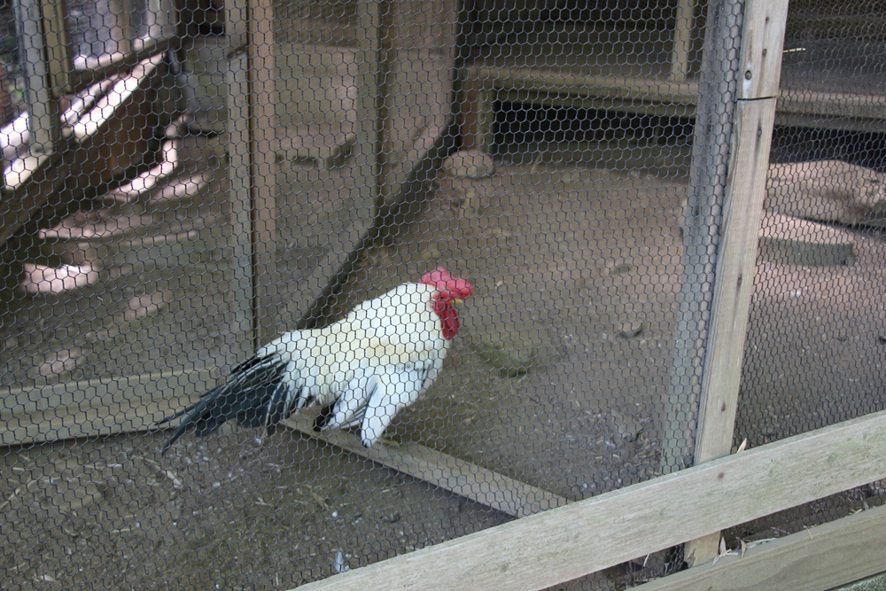 岡本公園民家園