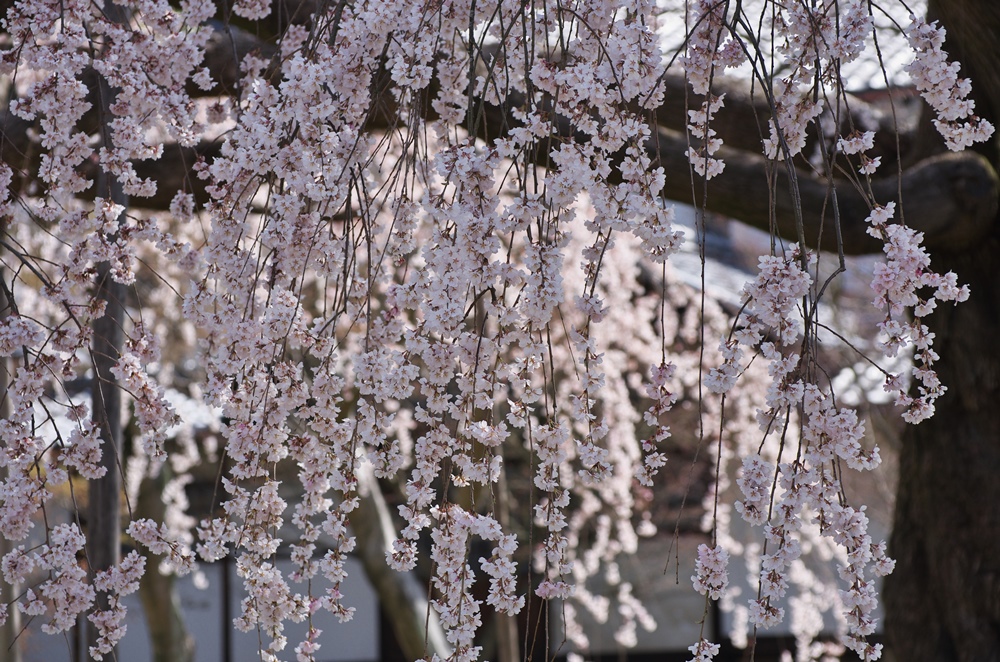 醍醐寺