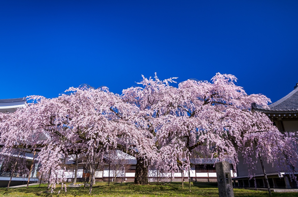 醍醐寺