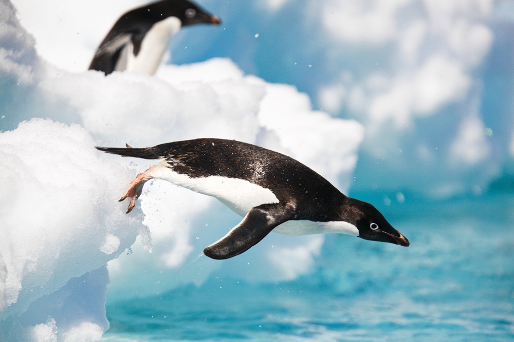 Lindblad Expeditions