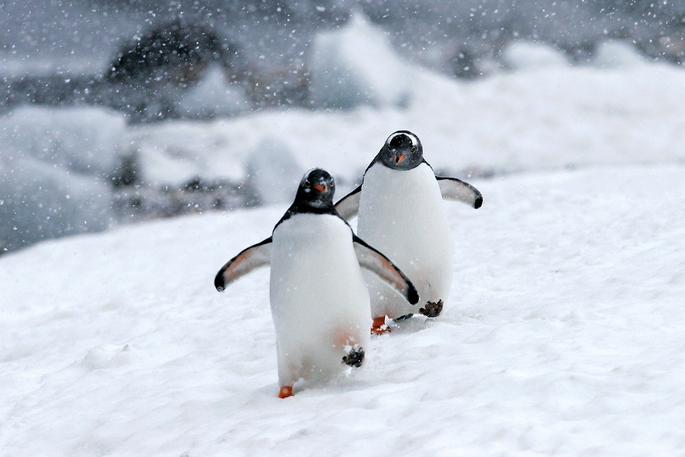 Lindblad Expeditions