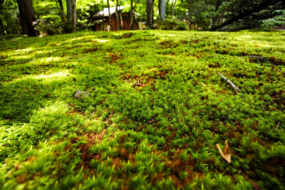 青苔图片