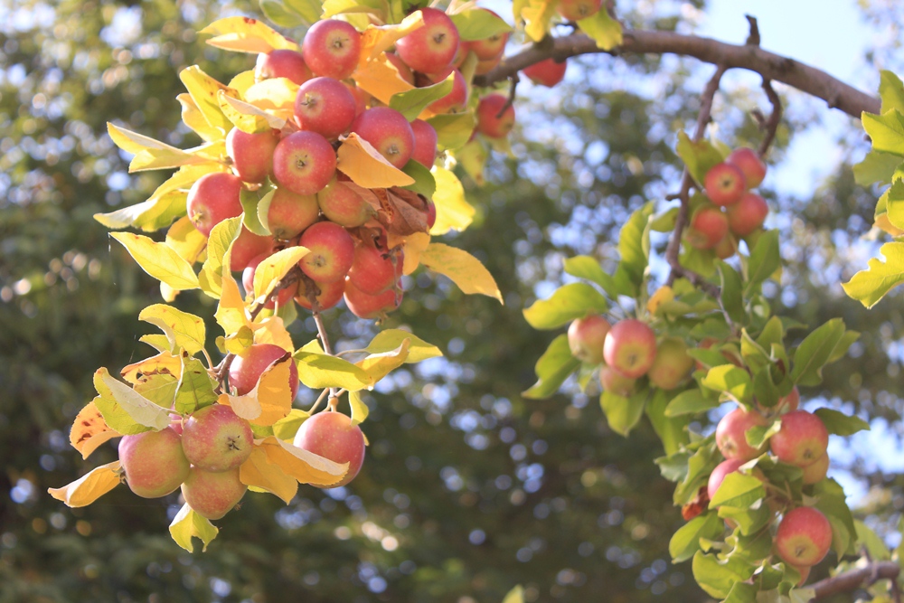 南田溫泉飯店 Apple Land
