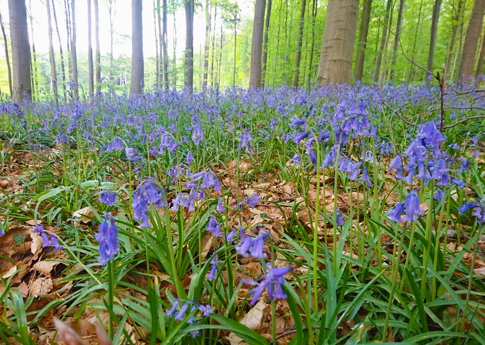 比利時Hallerbos