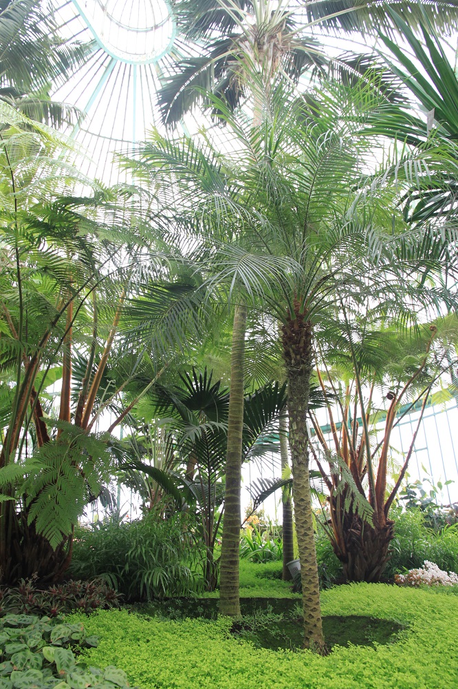 比利時Royal Greenhouses of Laeken