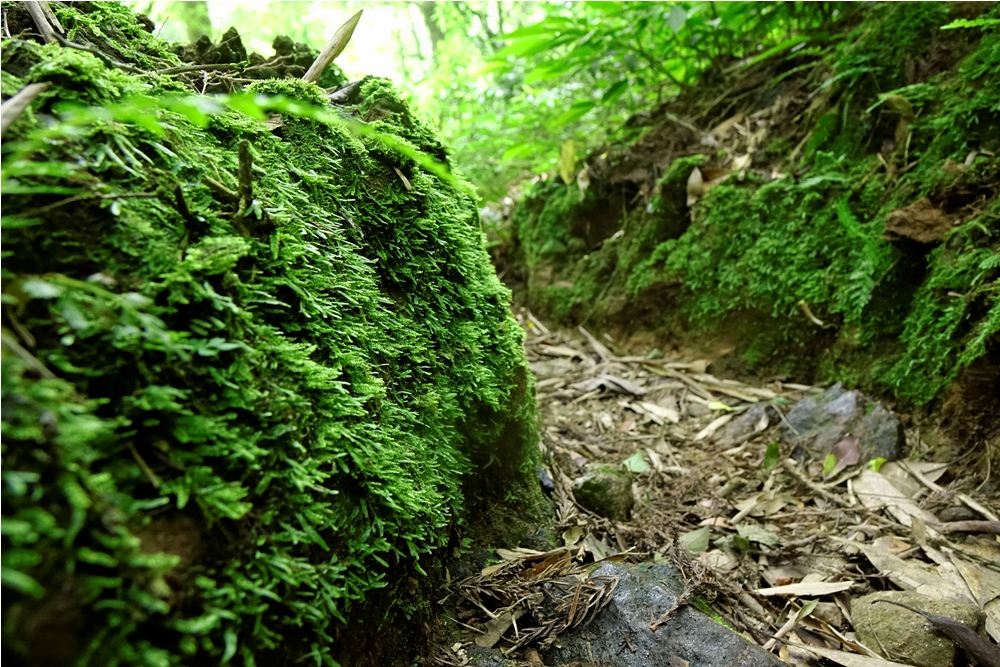 鹿堀坪古道