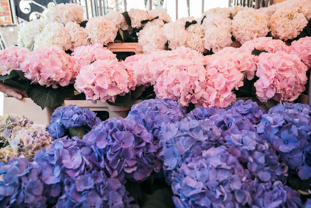 Columbia Road Flower Market & Shop