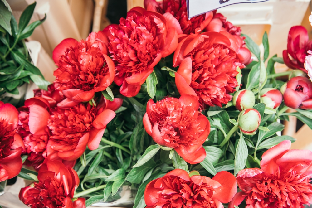 Columbia Road Flower Market & Shop