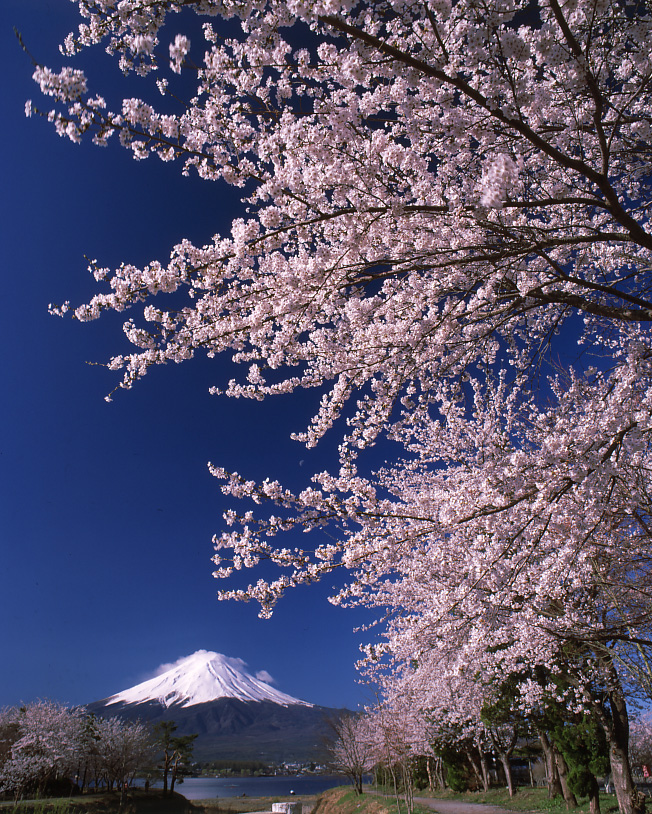 富士山