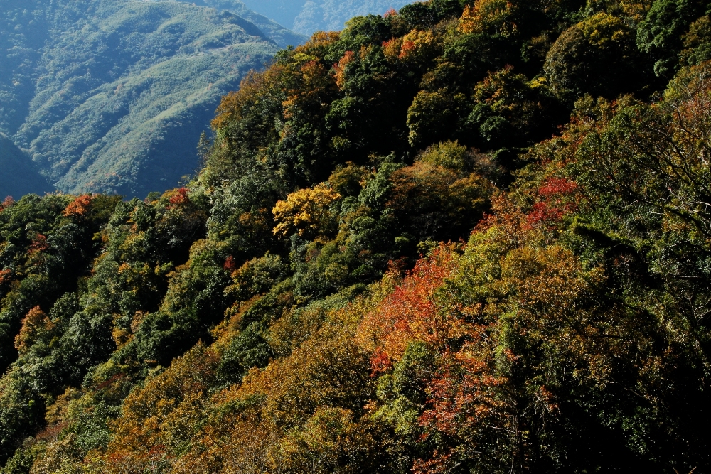 滿山金黃的山毛櫸