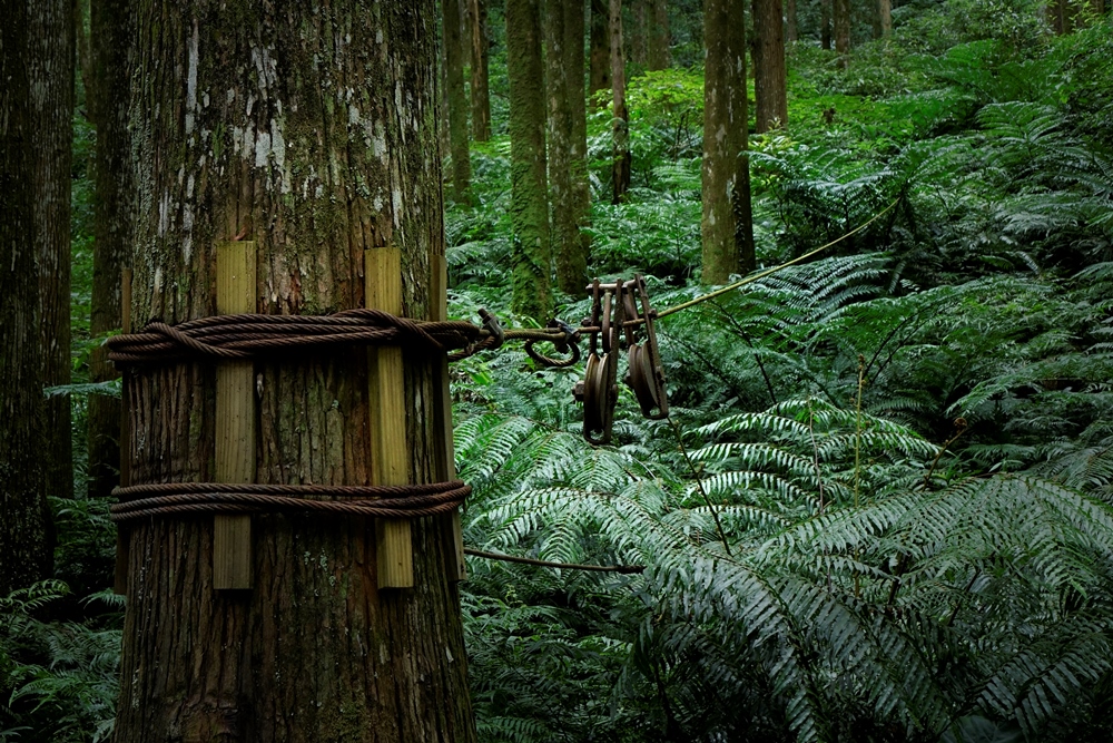 東眼山國家森林遊樂區