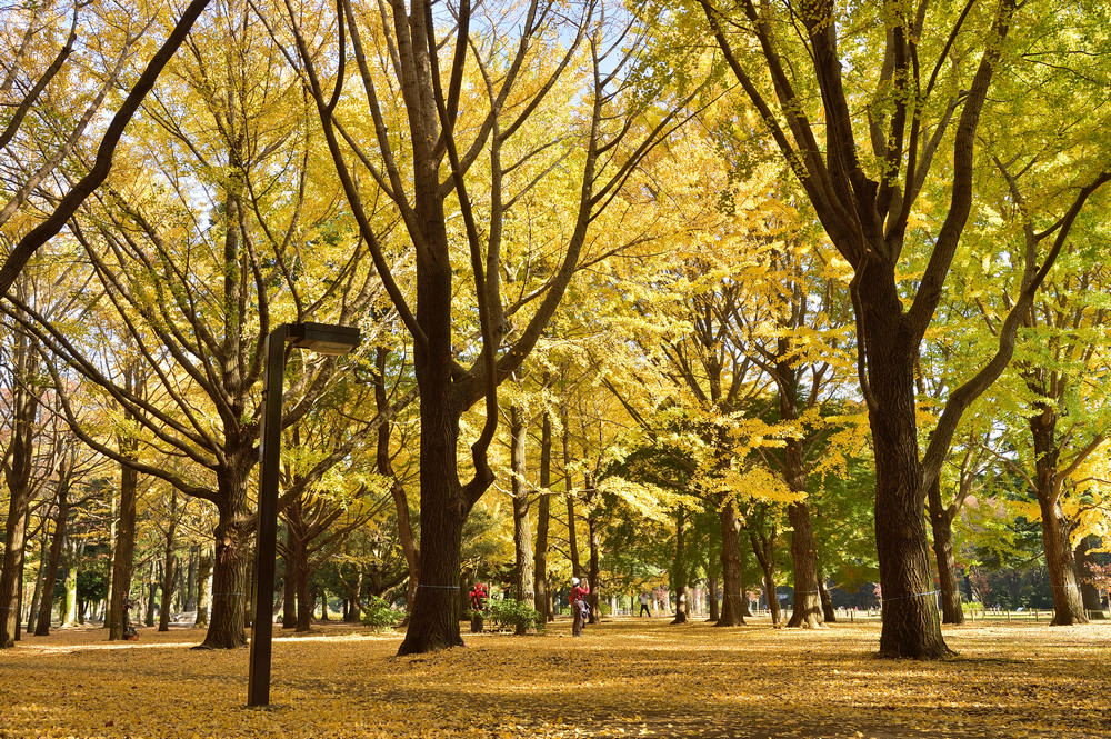 Yoyogi Park 代代木公園/東京/日本