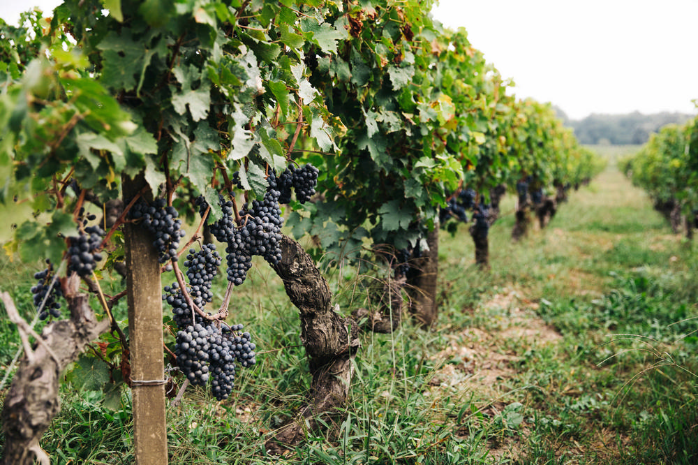 維思達航空/飛行品酒體驗/VistaJet Wine Program