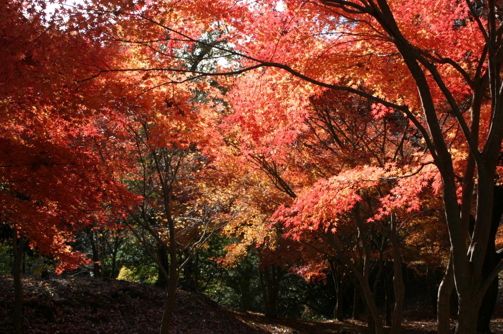 伊豆觀光協會/伊豆/日本