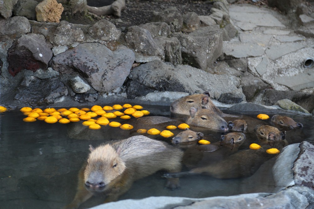 伊豆仙人掌公園/伊豆觀光協會/伊豆/日本
