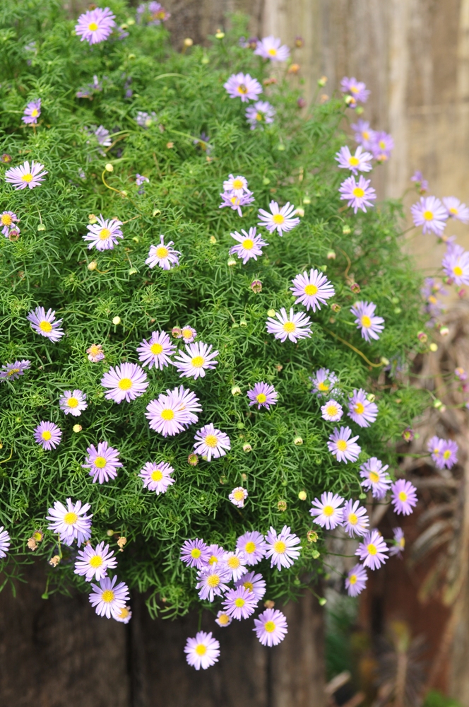 花卉裝飾/花間集/大湖/苗栗/臺灣
