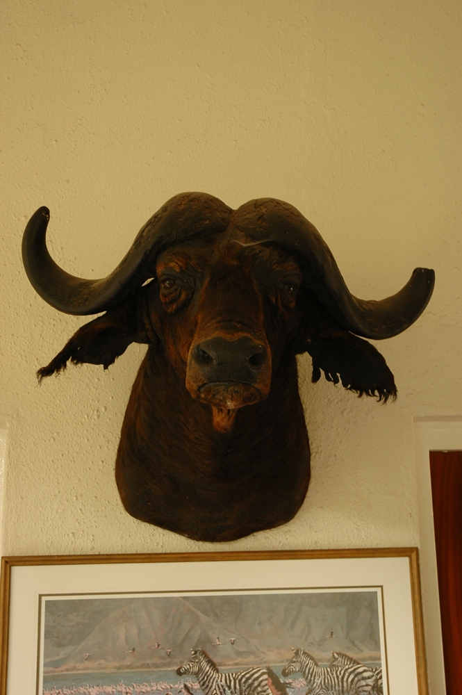 動物標本/Mount Kenya Safari Club/肯亞/東非