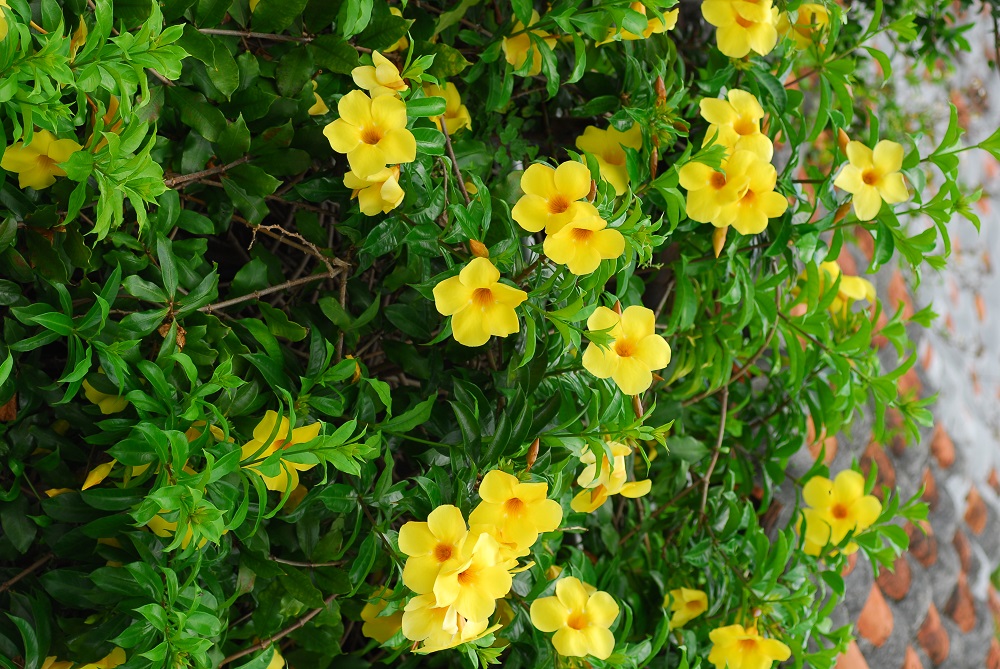 路邊野花/沖繩/日本