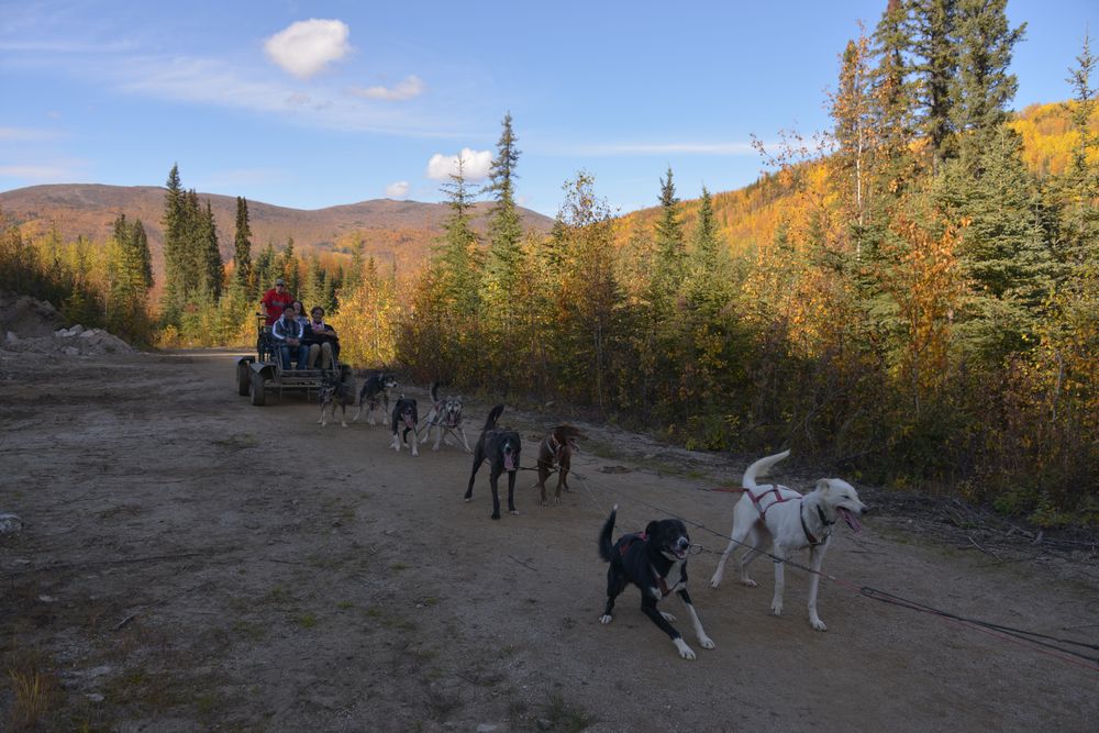費爾班克斯_Chena Hot Springs Resort_雪橇犬營地