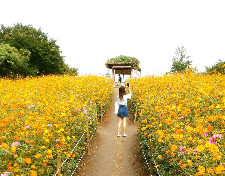 花/久住花公園/日本